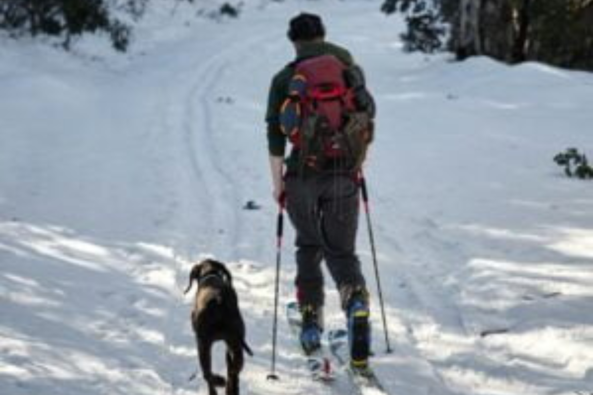 Cross-country skiier with dog